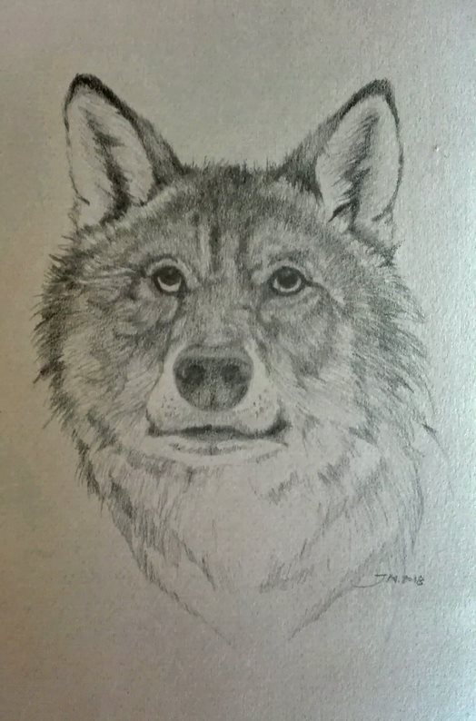 Rysunek wilka