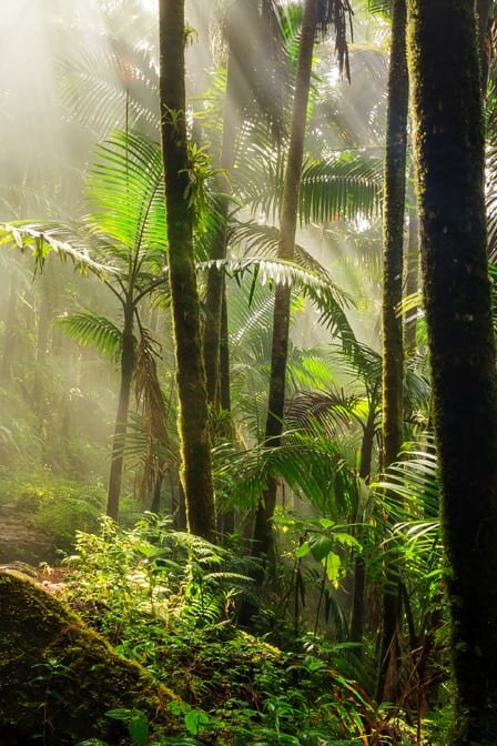 The SAVE Fund protects rainforests