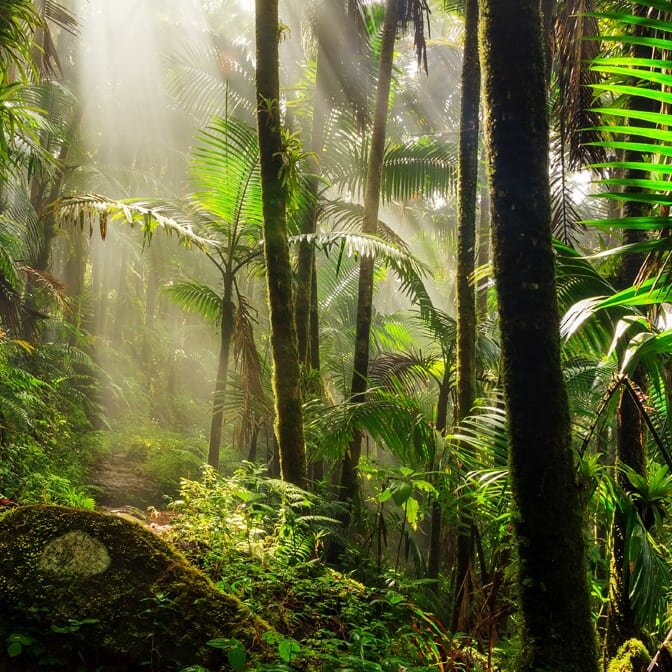 The SAVE Fund protects rainforests