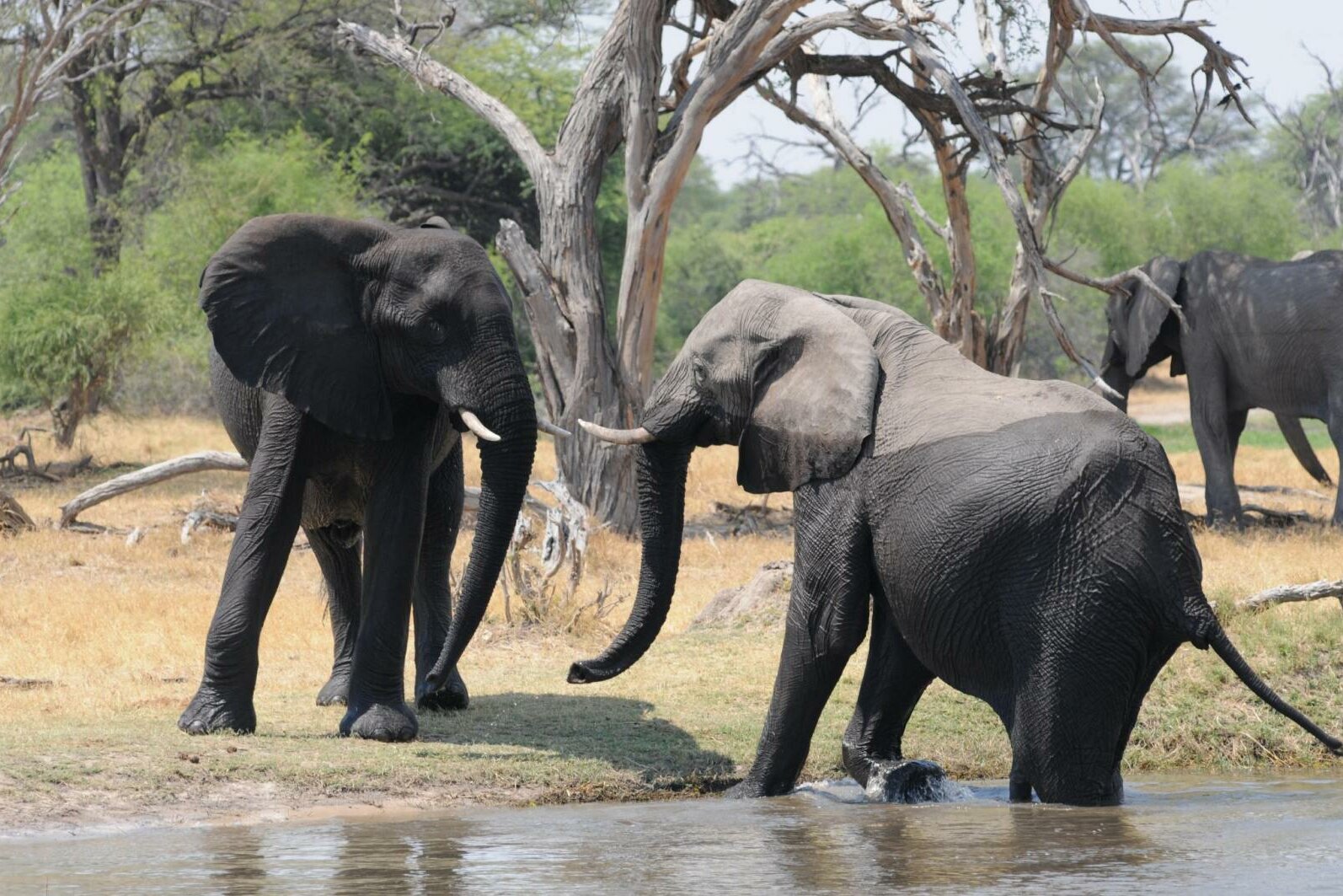 Dwa słonie w Afryce