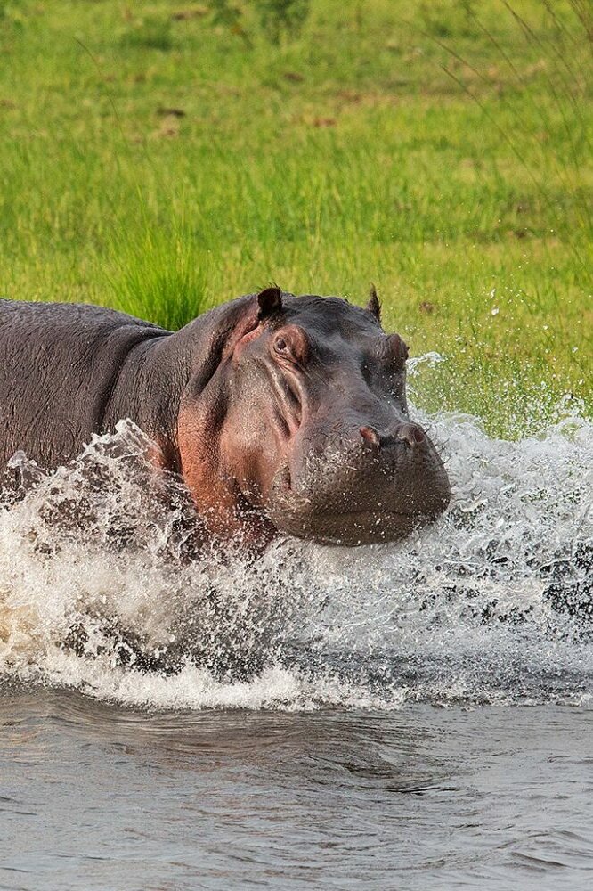 Hipopotam w Afryce