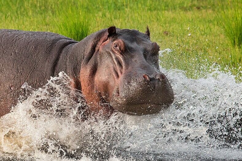 Hipopotam w Afryce
