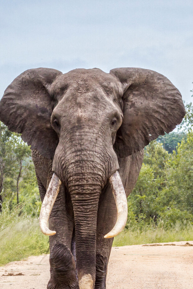 Słoń w Afryce