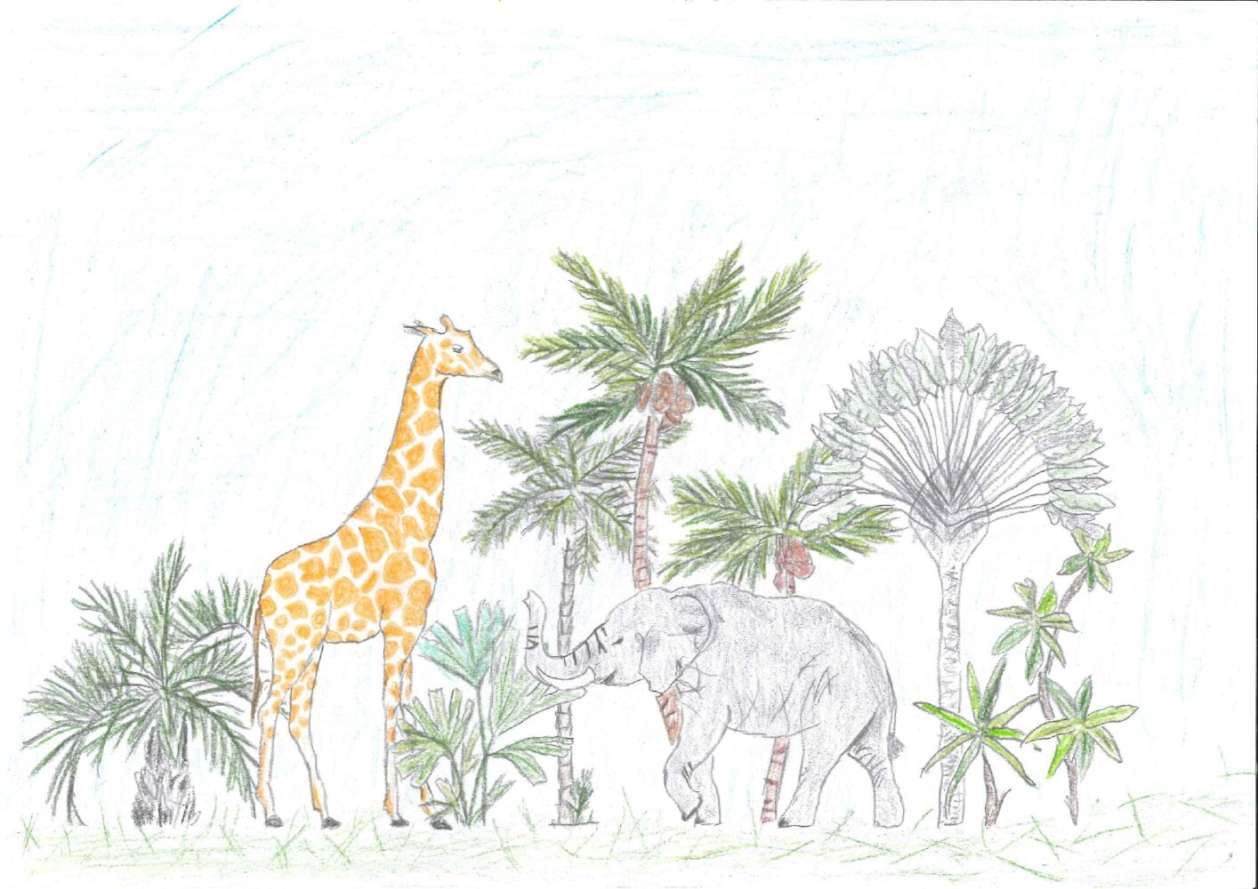 Drawing of African wildlife