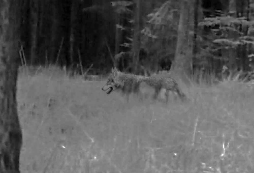 Wolves in Poland in photo trap