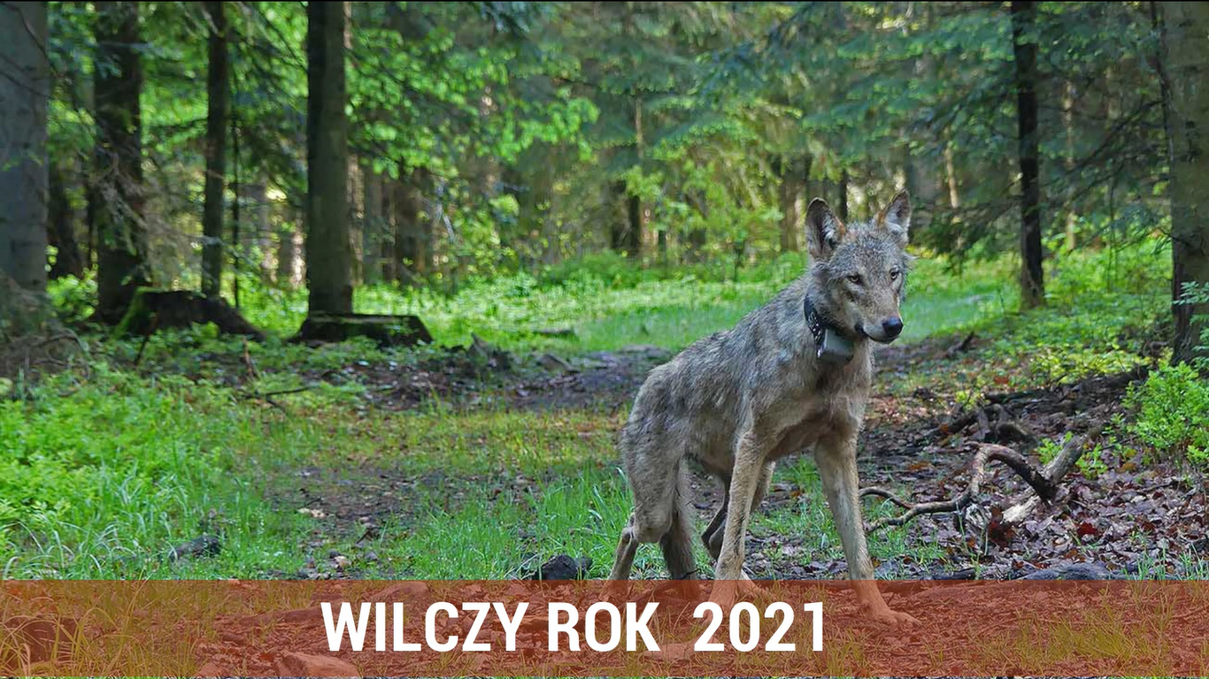 Wolf Scyzor