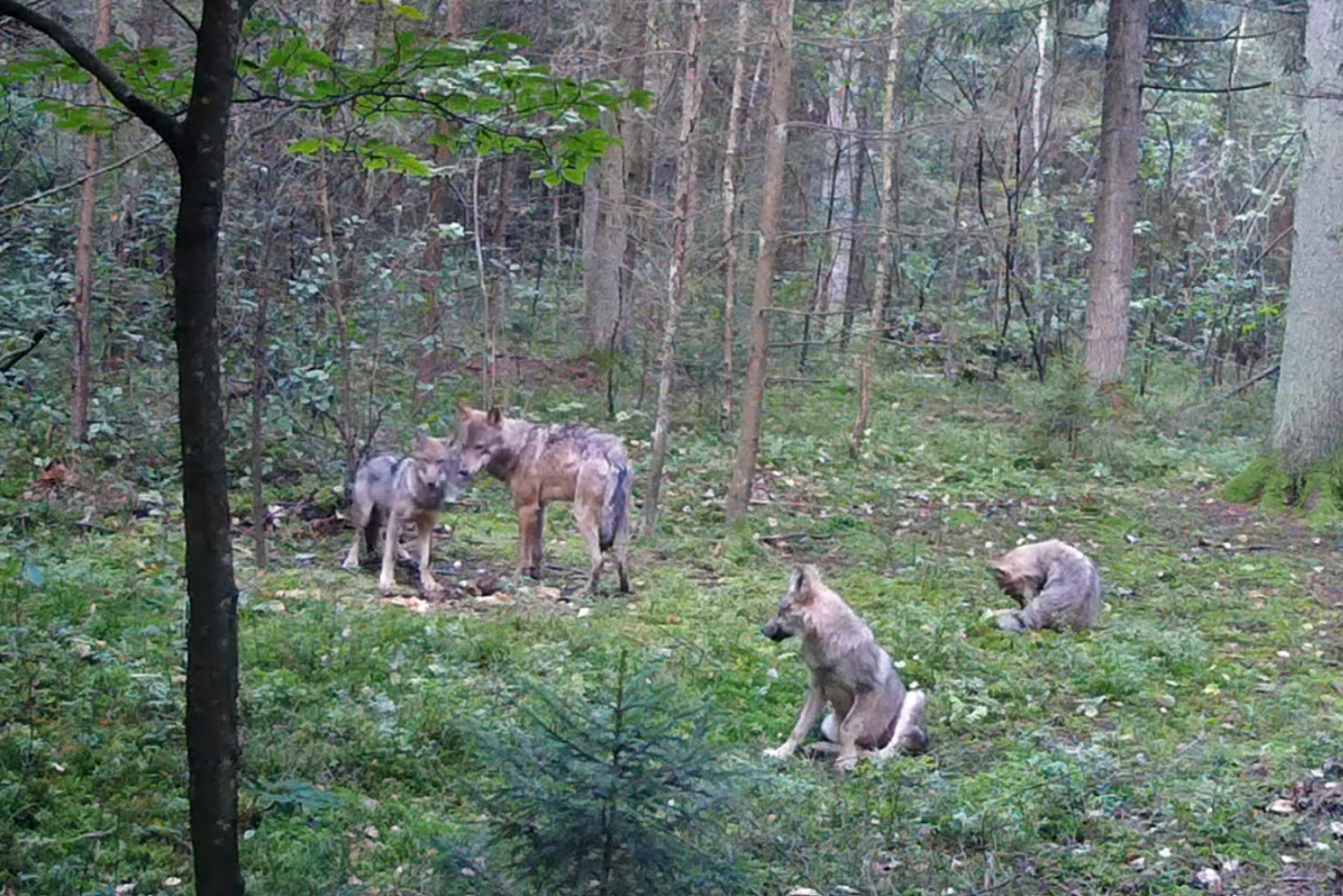 Wolf pack on photo trap